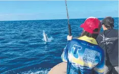  ??  ?? EXCITING FIGHT: One of 83 billfish tagged and released during the Cairns Bluewater Light Tackle Billfish Tournament last week.