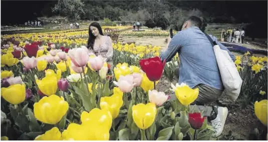  ?? Carlos Montañés ?? Una pareja se hace fotos a ras de tulipanes en la ‘flower farm’ Niudalia, en la comarca del Berguedà.