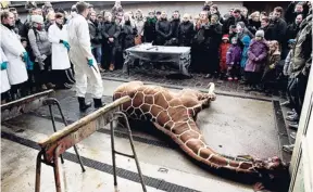  ??  ?? Marius, a male giraffe, lies dead before being dissected, after he was put down at Copenhagen Zoo, yesterday.