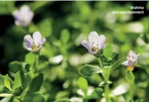  ??  ?? Brahma (Bacopa monnieri)