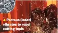  ??  ?? Proteus (inset) vibrates to repel cutting tools