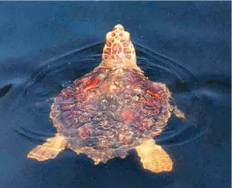  ?? ARCHIVO / EFE ?? La tortuga boba marina es una especie amenazada que se alimenta en zonas del Golfo de México.