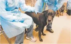  ??  ?? Denver, a 9-year-old Labrador retriever mix, gets some love from volunteers as he is checked into the Denver Dumb Friends League Buddy Center in Castle Rock in January after a 14-hour overnight van ride from an animal shelter in Vinita, Okla.