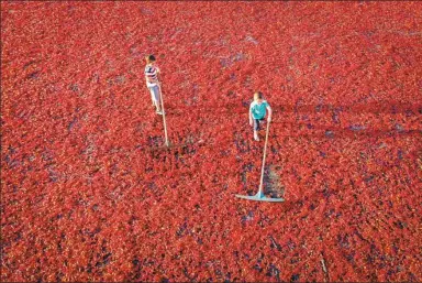  ?? HALIL FIDAN / GETTY IMAGES ?? Children evenly rake red chili peppers as they dry in the sun in Sanliurfa, Turkey.