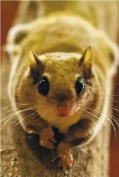 ?? CONTRIBUTE­D PHOTO ?? Families will have a chance to meet a flying squirrel at the Imax Theater during “A Party In the Sky.”