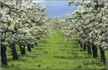  ?? Daily Courier file photo ?? Apple trees in blossom at a farm along Bedford Road in Kelowna are shown in this photo from 2016. Orchard cultivatio­n in Kelowna has dropped 15 per cent in six years.