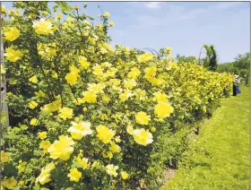  ??  ?? A hedge of yellow roses at the entrance to Hartford’s Elizabeth Park Rose Garden