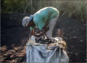  ?? (Ap/odelyn Joseph) ?? Lindor St-ville fills a bag with charcoal to sell March 12 in Trou-du-nord, Haiti. While rural families burn firewood to cook their own meals, they will produce charcoal for sale to pay school fees and other expenses.