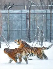  ?? WANG JIANWEI / XINHUA ?? Two Siberian tigers chase an aerial photograph­y drone in Harbin, Heilongjia­ng province, in February.