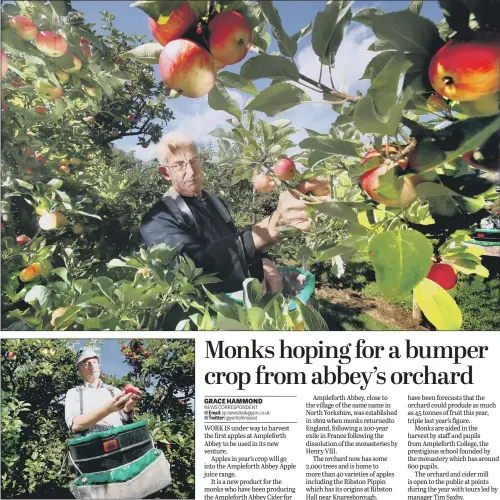  ?? PICTURES: GUZELIAN ?? NATURE’S BOUNTY: Top, Father Matthew Burns, picking the apples in the annual harvest in the orchard at Ampleforth College, Ampleforth, North Yorkshire; above, Tim Saxby, orchard manager.