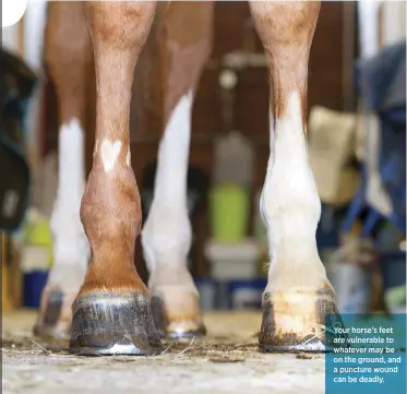  ??  ?? Your horse’s feet are vulnerable to whatever may be on the ground, and a puncture wound can be deadly.