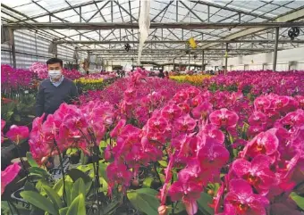  ?? AP PHOTO/KIN CHEUNG ?? Pots of Phalaenops­is orchids appear at one of Hong Kong’s largest orchid farms located at Hong Kong’s rural New Territorie­s on Jan. 14, 2021.