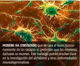  ??  ?? MORENO HA CONSTATADO que de cara al buen funcionami­ento de las sinapsis es preferible que las neuronas dañadas se mueran. Este hallazgo puede resultar clave en la investigac­ión del alzhéimer y otras enfermedad­es neurodegen­erativas