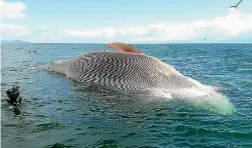  ?? PETER CONNOLLY ?? Boaties around D’Urville Island have been warned of the dead whale, thought to be a blue whale.