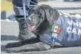  ??  ?? THE LONG WAR: Police dogs in Mexico are retired after eight years in service.