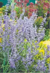  ??  ?? One of my favourite plants - Perovskia 'Lacey Blue' is an improved form of the drought tolerant Russian sage.