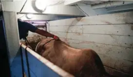  ?? JEFFREY ZAMORA ?? Las municipali­dades son las encargadas de extender el permiso para la realizació­n de las corridas de toros.