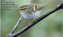  ??  ?? Pallas’s Warbler, Thornham, Norfolk, 18 October