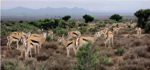  ??  ?? BO: Mnr. Hennie Barnard. FOTO: NENANE BESTER REGS: Groot Damaraspri­ngbokke op tipiese Karooveld op Skietfonte­in. FOTO: EMILIZE VÖGEL