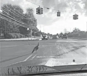  ?? SHAHID SYED ?? This wild turkey is wreaking havoc for drivers on Beck Road in Plymouth, Michigan.