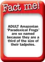  ??  ?? ADULT Amazonian ‘Paradoxica­l Frogs’
are so named because they are a third of the size of
their tadpoles.