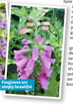  ??  ?? Foxgloves are simply beautiful