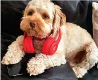  ??  ?? RUFUS, 1 @rufus_thehound (567 followers). Cavalier King Charles spaniel/poodle cross. He is a Scruffts grand finalist after winning the Child’s Best Friend category
