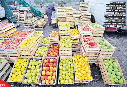  ??  ?? početkom berbe kilogram „padalica“bio je dinara, a zatim je cena padala iz dana u dan. seljacima se ne isplati da je beru i kupe, a ne smeju ni da je ostave na zemlji jer povećava kiselost zemljišta