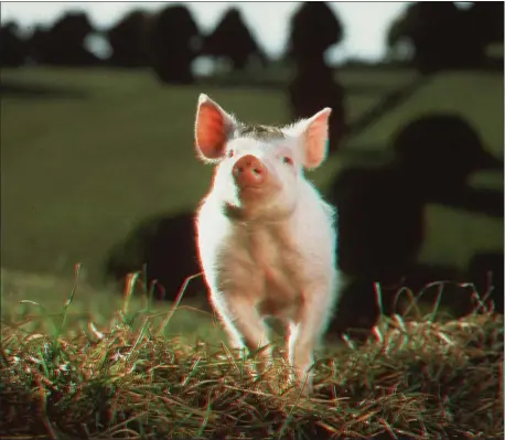  ?? UNIVERSAL PICTURES ?? The terrific family film “Babe,” which earned an Oscar nomination for best picture, follows a mild-mannered pig who discovers he has a flair for sheepherdi­ng.