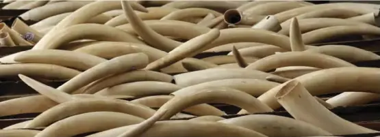  ?? ?? Zim’s ivory stockpile is worth US$12 million.