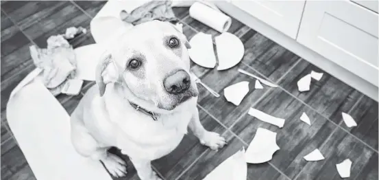  ?? Contribute­d ?? There are many ways you can help your pet cope with separation anxiety.