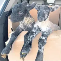  ??  ?? Jo Bruce sent this picture of two lambs thinking outside the box as they are transporte­d in style