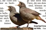  ?? Foto: Rosl Rössner/LBV ?? Jungvögel brauchen nur im Not fall Hilfe.