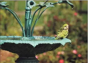  ?? Brian A. Pounds / Hearst Connecticu­t Media file photo ?? A monk parakeet perches on the fountain in the rose garden at Boothe Park in Stratford on July 31, 2018.