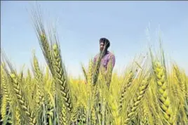  ?? PARDEEP PANDIT/HT ?? A farmer checking wheat crop at a village near Jalandhar. Even as the procuremen­t began officially on Sunday, wheat will start arriving in the mandis by the second week of April.