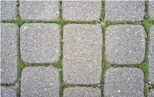  ?? Getty Images ?? Pavers are a better option than concrete when considerin­g what tree roots can do to a driveway.