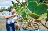  ?? —AFP ?? GAMBOA: German plant physiologi­st Klaus Winter works at the Smithsonia­n Tropical Research Institute, in Gamboa, Panama. The institute is developing a project of tropical domes, where extreme climate scenarios are simulated to see how tropical vegetation behaves.