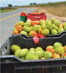  ?? VIGAS DA PURIFICAÇÃ­O | EDIÇÕES NOVEMBRO ?? O transporte da produção, às vezes, mostra-se escasso