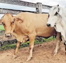  ?? / CORTESÍA ?? La agricultur­a va de la mano con la ganadería, de no haber agua no hay buena siembra.