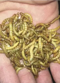  ??  ?? A small handful of mealworms (left) for a small group of chickens is enough to help boost protein intake.