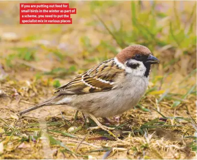  ??  ?? If you are putting out feed for small birds in the winter as part of a scheme, you need to put the specialist mix in various places