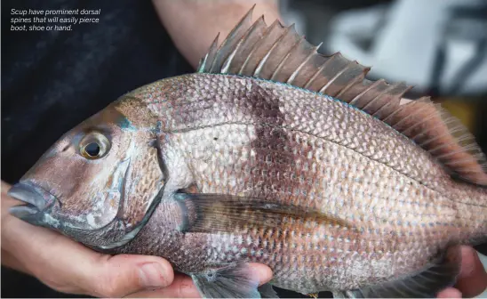  ??  ?? Scup have prominent dorsal spines that will easily pierce boot, shoe or hand.