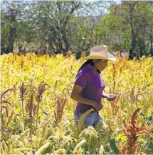  ??  ?? Superávit. La balanza agroalimen­taria de México tuvo un superávit de $6,147 millones en el primer semestre de 2019.