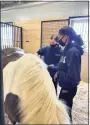  ?? Shepaug Valley School / Contribute­d photo ?? Morgan Farrison (front) and Gianna Campbell (rear), eleventh grade a students, grooming Lucy before Little Britches Therapeuti­c Riding instructio­n.