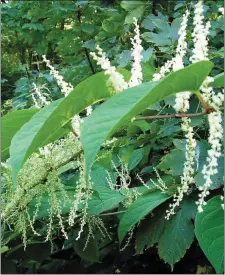  ??  ?? The invasive Japanese Knotweed which is being tackled by Cork County Council.
