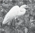  ?? LUKE FRANKE/USA TODAY NETWORK ?? A great egret