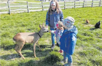  ?? FOTO: EUGEN KIENZLER ?? Der junge „Schultes-Bock“lässt sich von Pia, Rosalie und Toni (von links) verwöhnen.