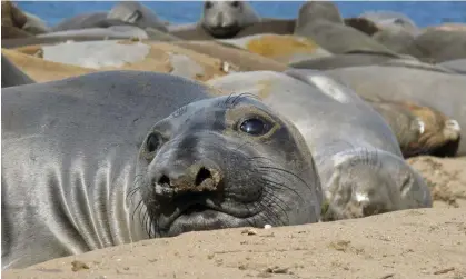  ?? Photograph: Taiki Adachi/Reuters ?? Female northern elephant seal at Año Nuevo state park in California.