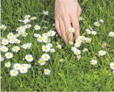  ?? FOTO: FLORIAN SCHUH/DPA ?? Essbare Blüte: Gänseblümc­hen sind gesund und machen sich gut als Dekoration im Salat.