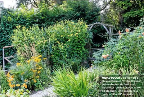  ??  ?? MIDAS TOUCH Gold-flowered chrysanthe­mum ‘Dixter Orange’, yellow Rudbeckia hirta and helianthus ‘Lemon Queen’ make a bold show, with peachy rose ‘Lady of Shalott’ opposite